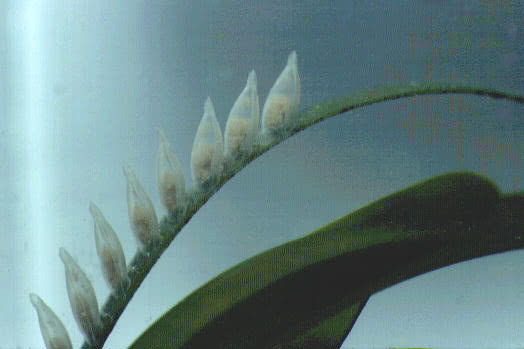 Netted Dogwhelk (Hinia reticulata )